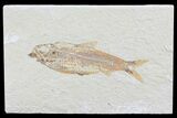 Knightia Fossil Fish - Wyoming #74127-1